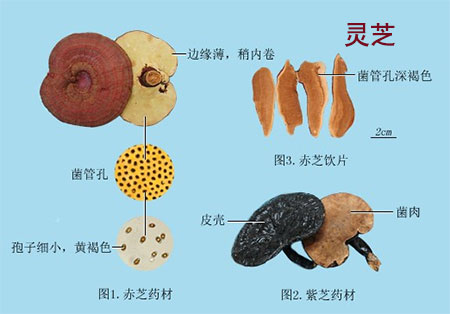 灵芝(图1)