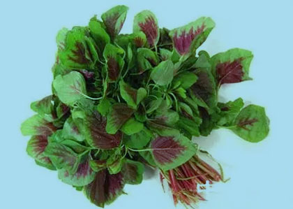 刺苋菜(图1)