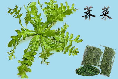 荠菜(图1)
