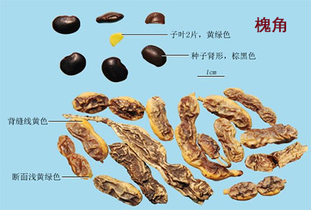 羊蹄根（土大黄）
