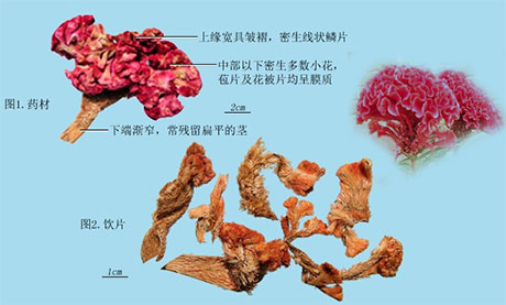 鸡冠花