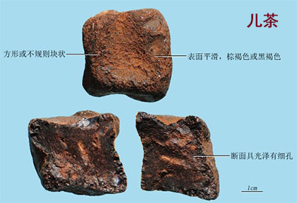 儿茶(图1)