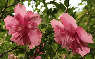 木槿花