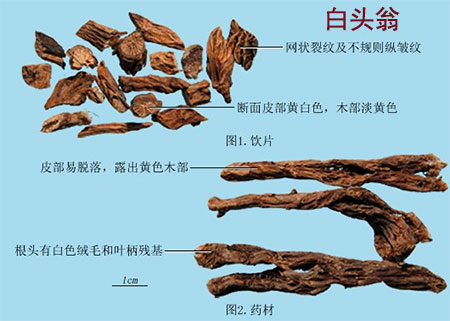 白头翁