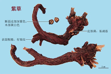 苦丁茶