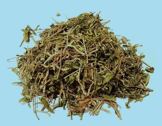鱼胆草