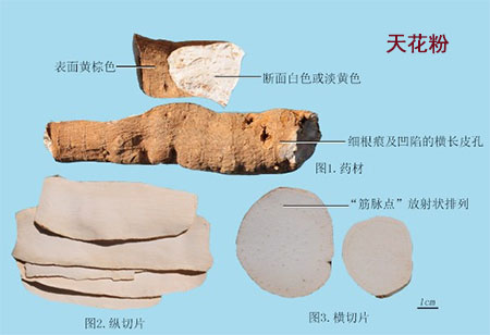 天花粉