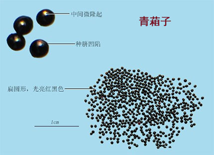 青葙子(图1)