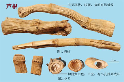 芦根（芦苇根）(图1)