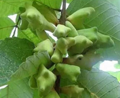 八子固精汤五倍子白芷露蜂房敷肚脐治早泄9个秘方偏方早泄中成药
