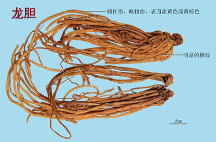 龙胆（龙胆草）