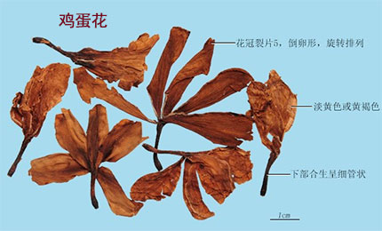 鸡蛋花(图1)