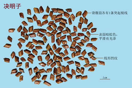 决明子(图1)