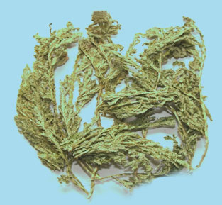 石上柏(图1)