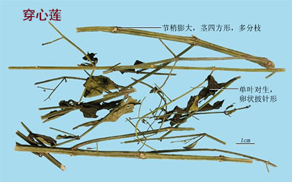 穿心莲