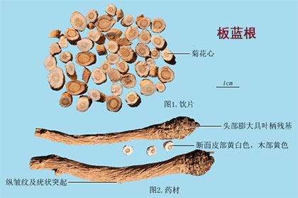 板蓝根