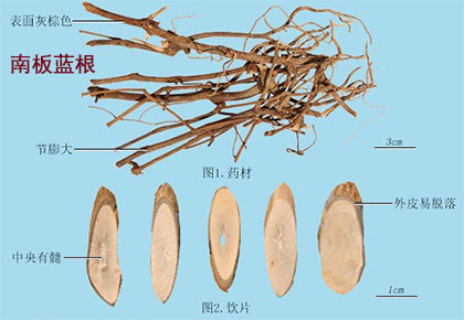 南板蓝根