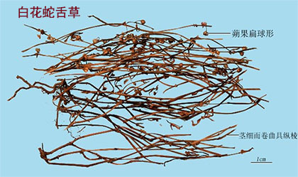 白花蛇舌草(图1)