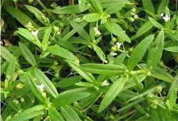 白花蛇舌草(图2)