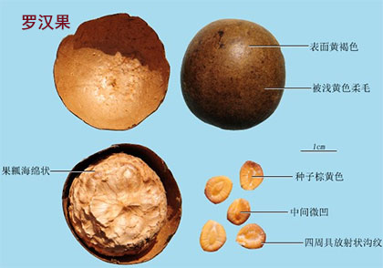 罗汉果(图1)