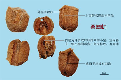 桑螵蛸(图1)
