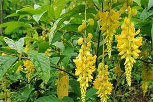 黄花倒水莲(图2)