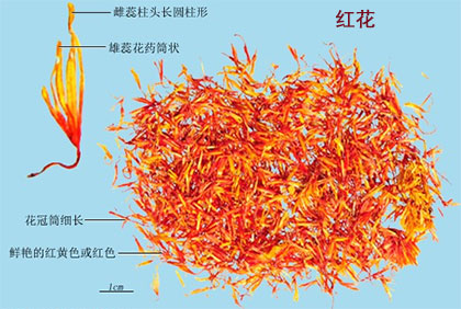 西红花（藏红花,番红花）