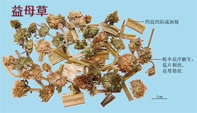 益母草(图1)