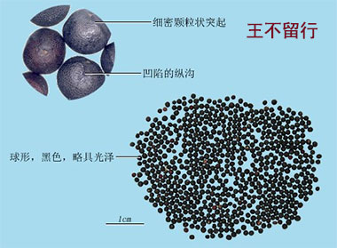 王不留行(图1)