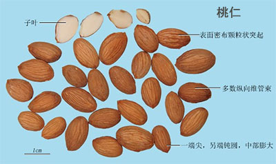 桃仁(图1)