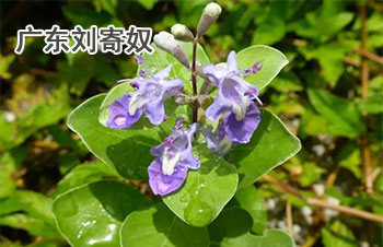 北刘寄奴（广东刘寄奴）(图2)