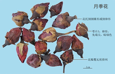 马鞭草