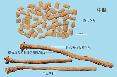 土牛膝(图1)