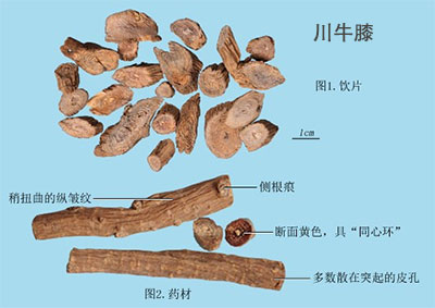川牛膝