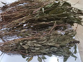 郁金