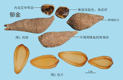 郁金(图1)