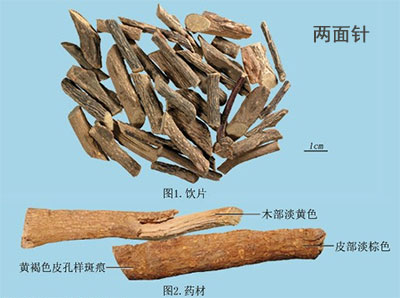 两面针(图1)