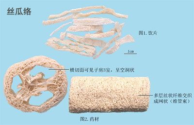 丝瓜络(图1)