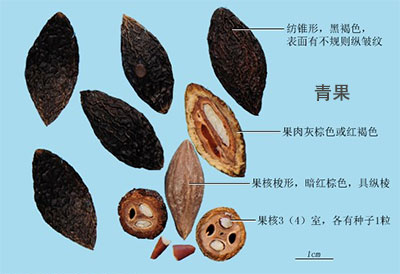 青果