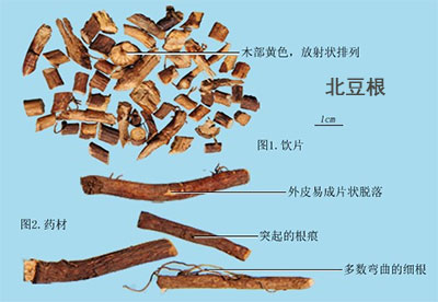 北豆根