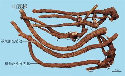 山豆根