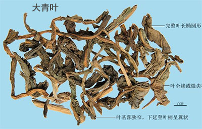 木棉花