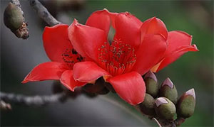 木棉花(图2)