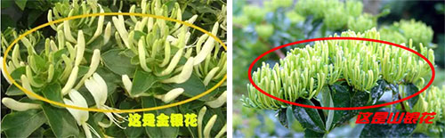 山银花(图2)