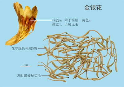 金银花