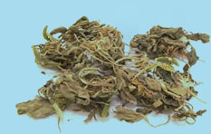 紫花地丁（犁头草）