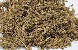 地锦草(图1)