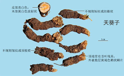 天葵子（千年老鼠屎）