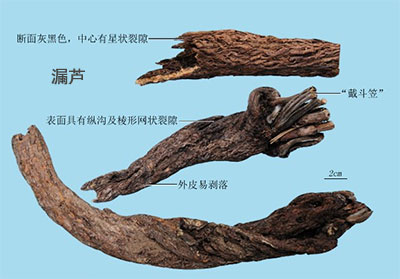 禹州漏芦（蓝刺头）