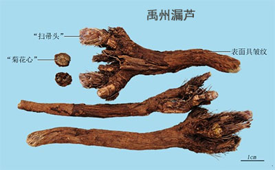 禹州漏芦（蓝刺头）(图1)